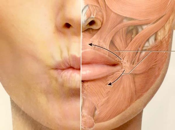 мимические морщины вокруг рта, работая круговыми мышцами